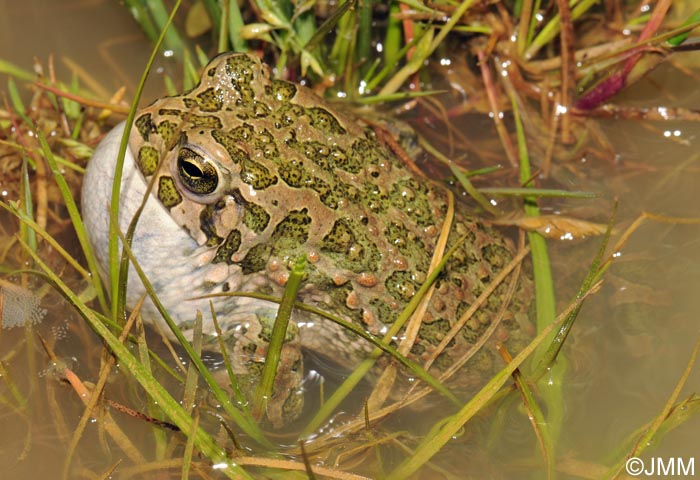 Bufo viridis : Crapaud vert = Pseudepidalea viridis = Bufotes viridis