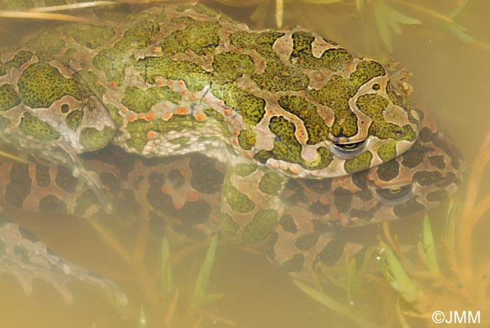 Bufotes viridis : amplexus axillaire