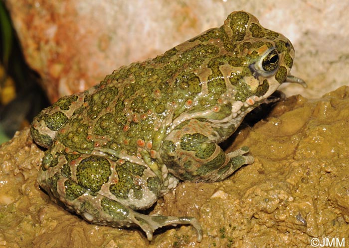 Bufo viridis : Crapaud vert = Pseudepidalea viridis = Bufotes viridis