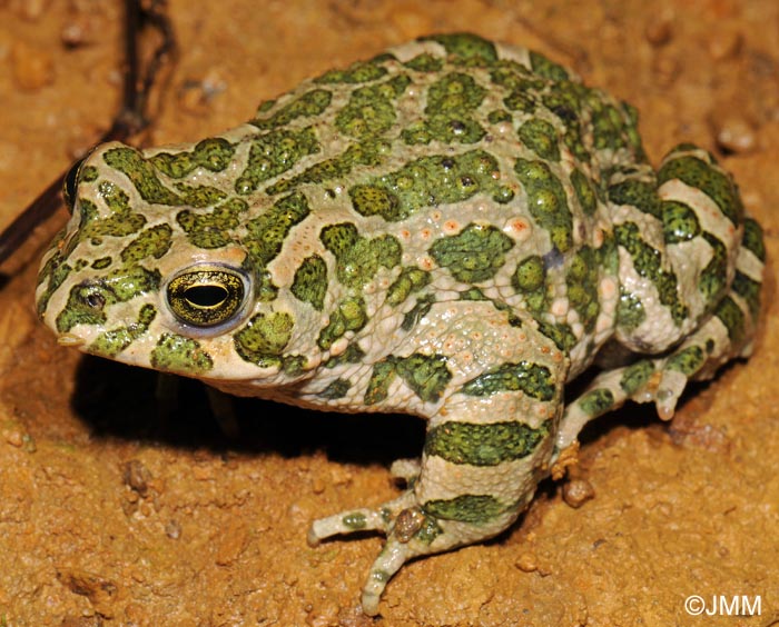 Bufo viridis : Crapaud vert = Pseudepidalea viridis = Bufotes viridis