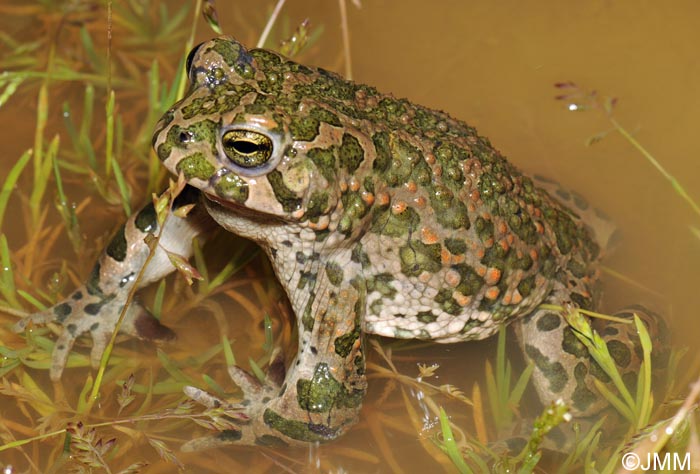 Bufo viridis : Crapaud vert = Pseudepidalea viridis = Bufotes viridis