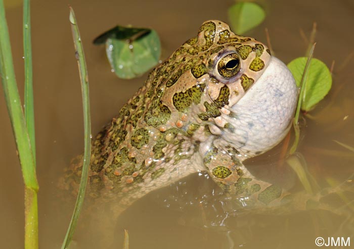 Bufo viridis : Crapaud vert = Pseudepidalea viridis = Bufotes viridis