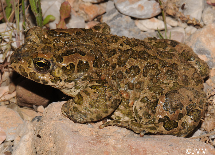 Bufo viridis : Crapaud vert = Pseudepidalea viridis = Bufotes viridis