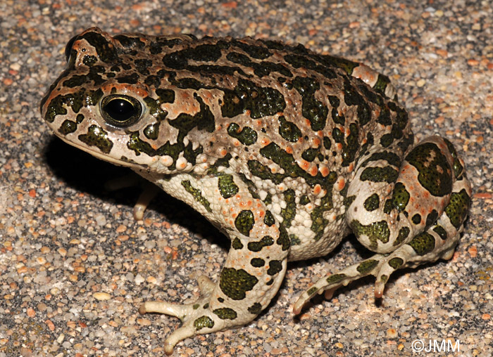 Bufo viridis balearicus