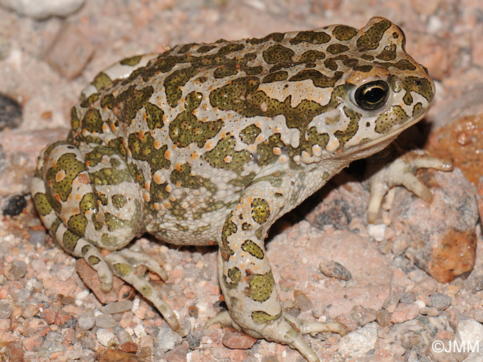 Bufo viridis balearicus