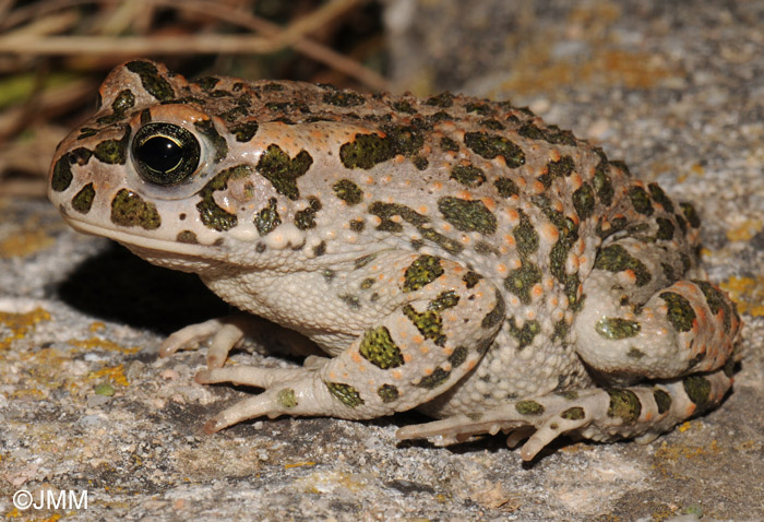 Bufo viridis balearicus