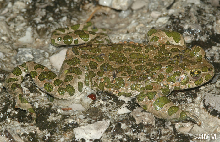 Bufo viridis : Crapaud vert = Pseudepidalea viridis = Bufotes viridis