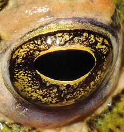 Bufo viridis = Pseudepidalea viridis