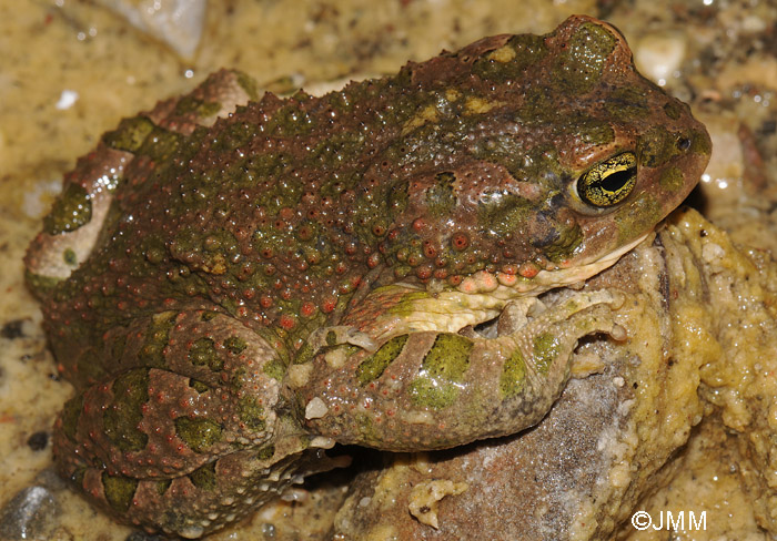 Bufotes boulengeri = Pseudepidalea boulengeri = Bufo viridis maculata