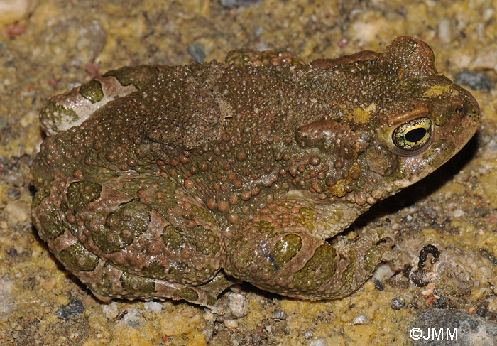 Bufotes boulengeri = Pseudepidalea boulengeri = Bufo viridis maculata