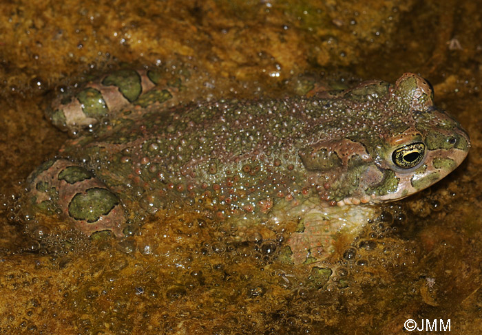 Bufotes boulengeri = Pseudepidalea boulengeri = Bufo viridis maculata