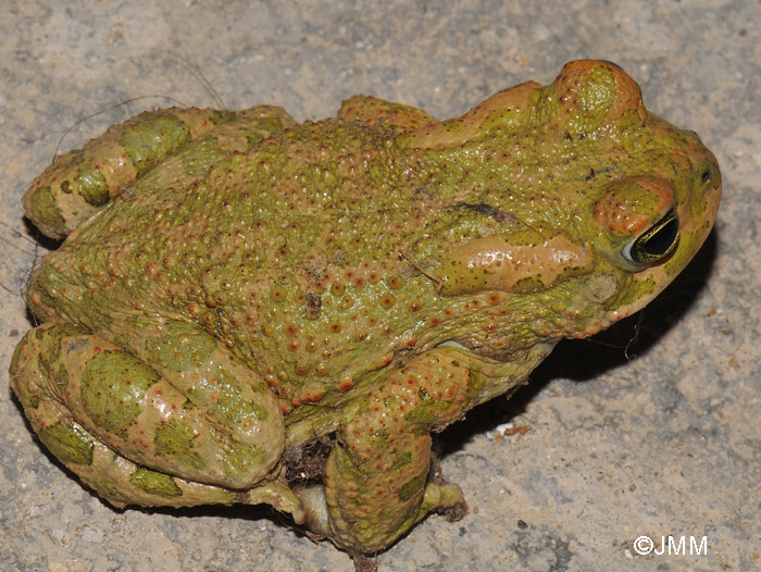 Bufotes boulengeri = Pseudepidalea boulengeri = Bufo viridis maculata