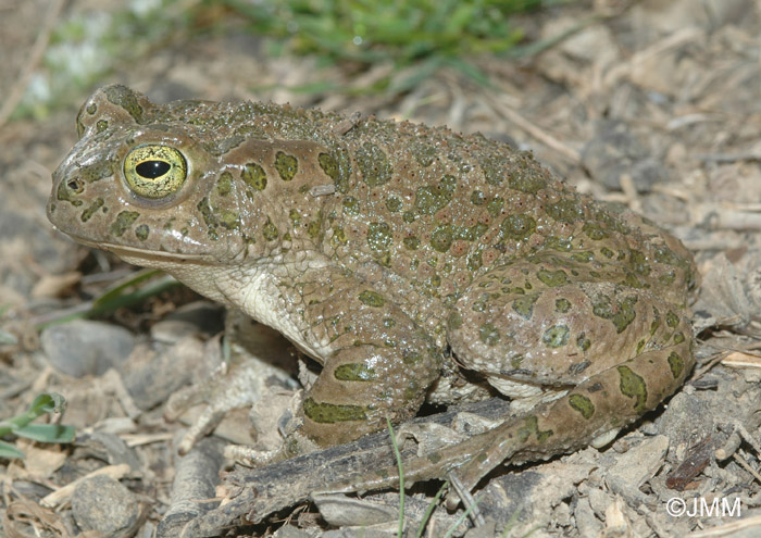 Bufotes boulengeri = Pseudepidalea boulengeri = Bufo viridis maculata