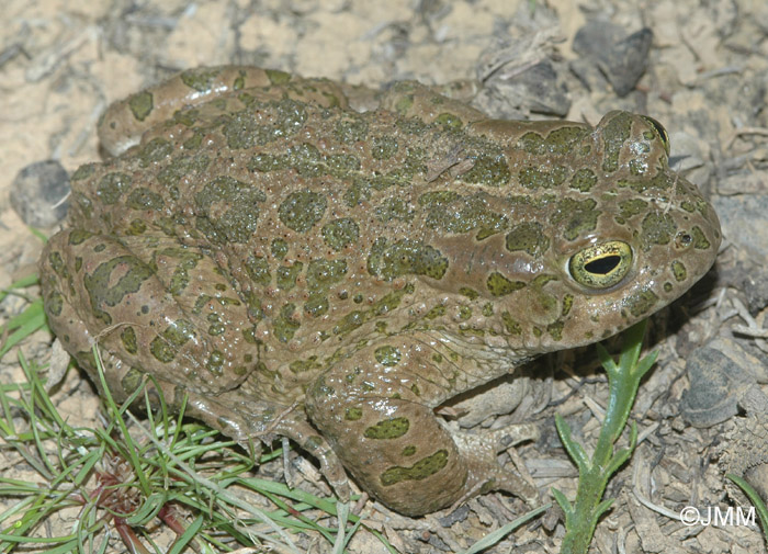 Bufotes boulengeri = Pseudepidalea boulengeri = Bufo viridis maculata