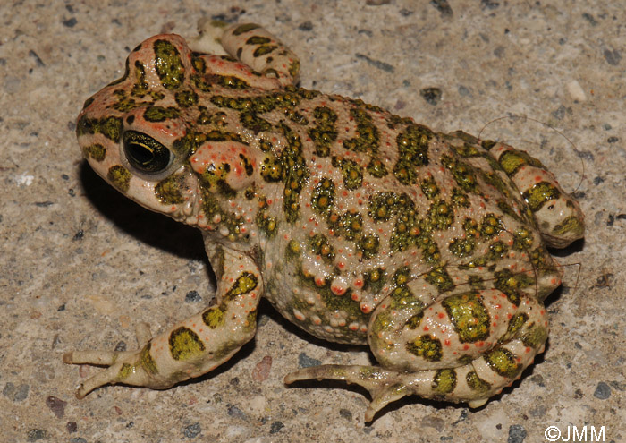 Bufotes boulengeri = Pseudepidalea boulengeri = Bufo viridis maculata