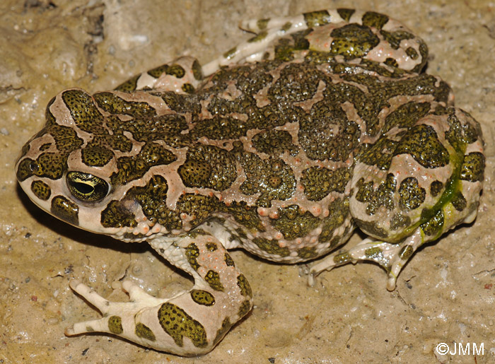 Bufotes boulengeri = Pseudepidalea boulengeri = Bufo viridis maculata