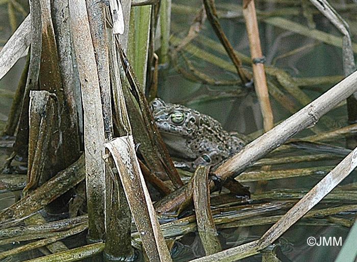 Bufotes boulengeri = Pseudepidalea boulengeri = Bufo viridis maculata