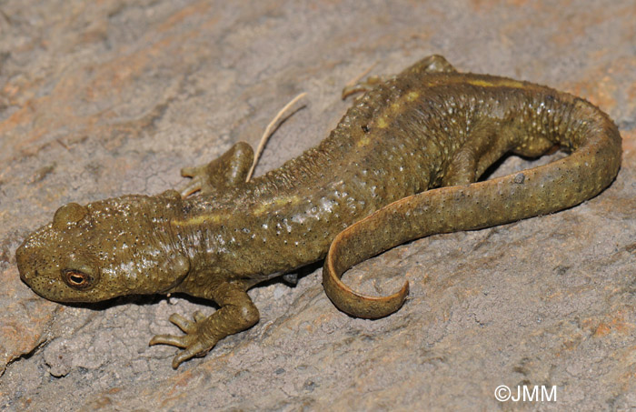 Calotriton asper : Calotriton des Pyrnes