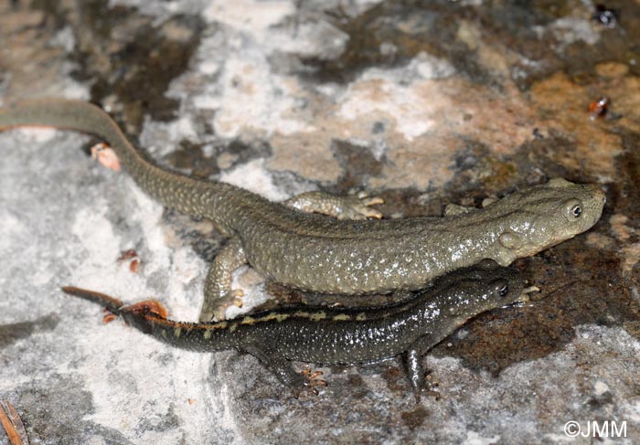 Calotriton asper : Calotriton des Pyrnes