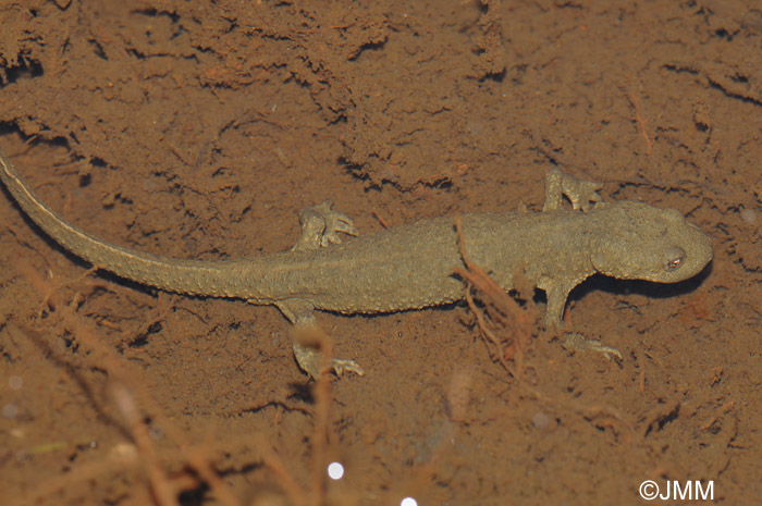 Calotriton asper : Calotriton des Pyrnes