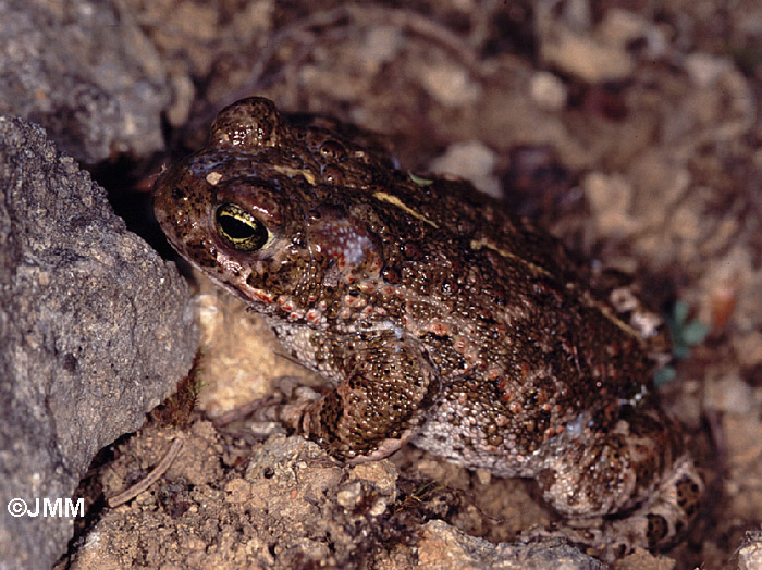 Crapaud calamite