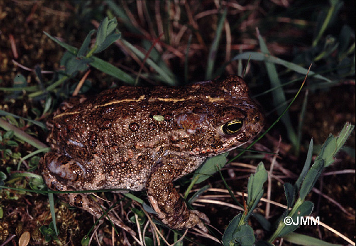 Crapaud calamite