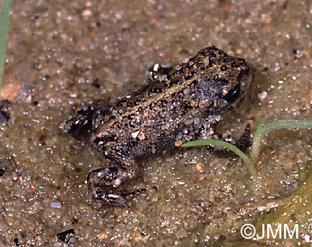 Crapaud calamite