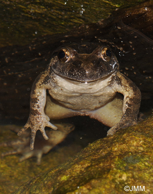 Discoglossus sardus