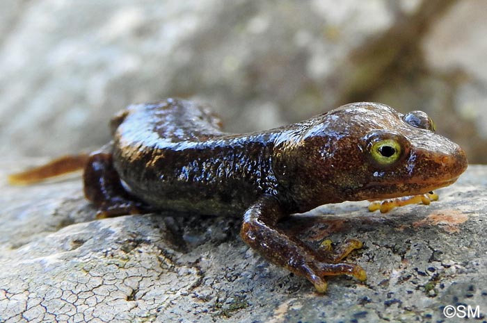 Euproctus montanus : Euprocte de Corse