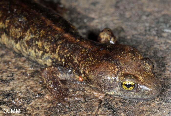 Euproctus montanus : Euprocte de Corse