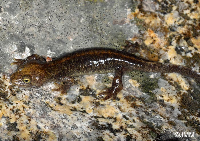 Euproctus montanus : Euprocte de Corse