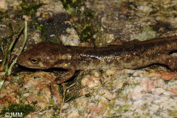 Euproctus montanus