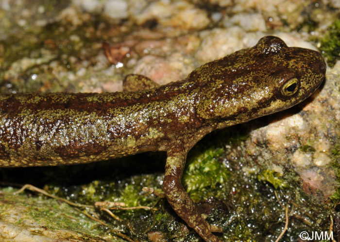 Euproctus montanus