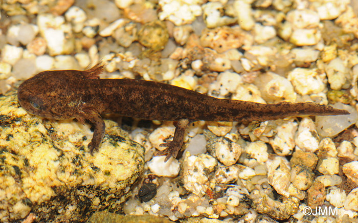 Euproctus montanus : larves