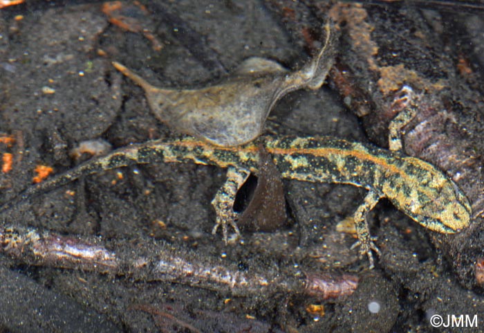 Euproctus platycephalus : Euprocte de Sardaigne