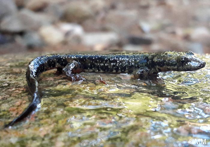 Euproctus platycephalus : Euprocte de Sardaigne