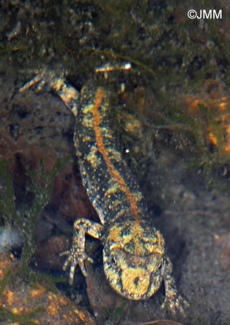 Euproctus platycephalus : Euprocte de Sardaigne