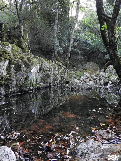 Euproctus platycephalus : biotope