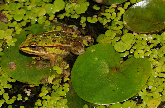 Hydrocharis morsus-ranae et Rana lessonae