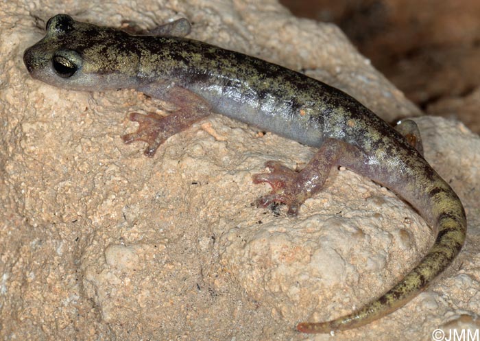 Hydromantes flavus = Speleomantes flavus : Splerps du Monte Albo