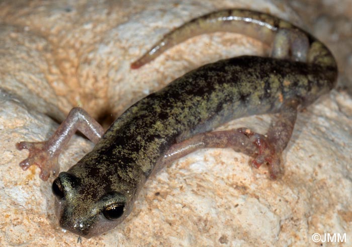 Hydromantes flavus = Speleomantes flavus : Splerps du Monte Albo