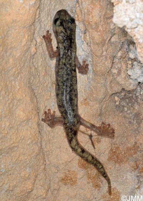 Hydromantes flavus = Speleomantes flavus : Splerps du Monte Albo