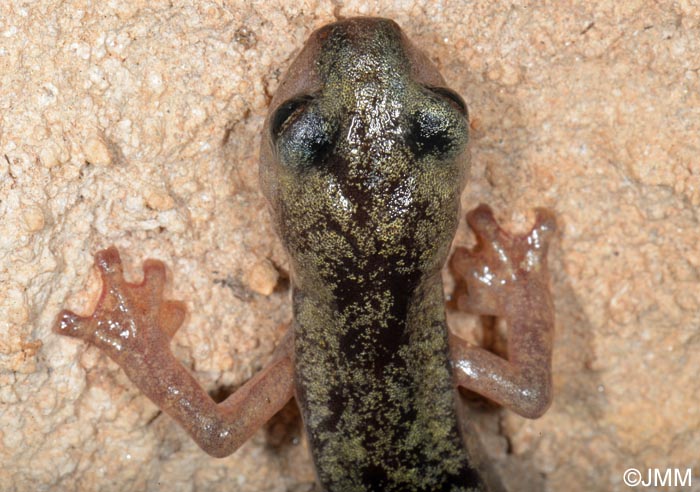 Hydromantes flavus = Speleomantes flavus : Splerps du Monte Albo