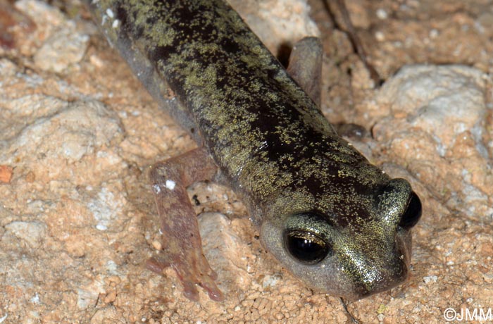 Hydromantes flavus = Speleomantes flavus : Splerps du Monte Albo