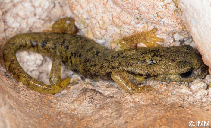 Hydromantes flavus = Speleomantes flavus : Splerps du Monte Albo