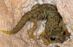 Hydromantes flavus
