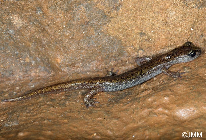Hydromantes genei = Speleomantes genei : Splerps de Gn
