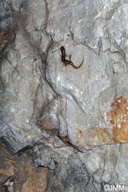 Hydromantes genei = Speleomantes genei : Splerps de Gn