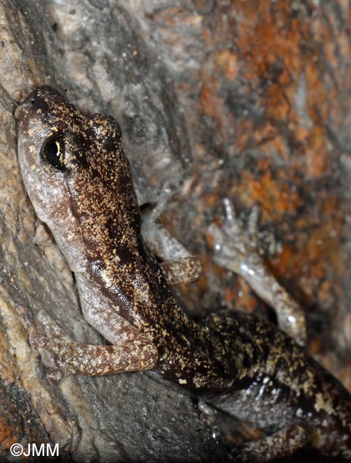 Hydromantes genei = Speleomantes genei : Splerps de Gn