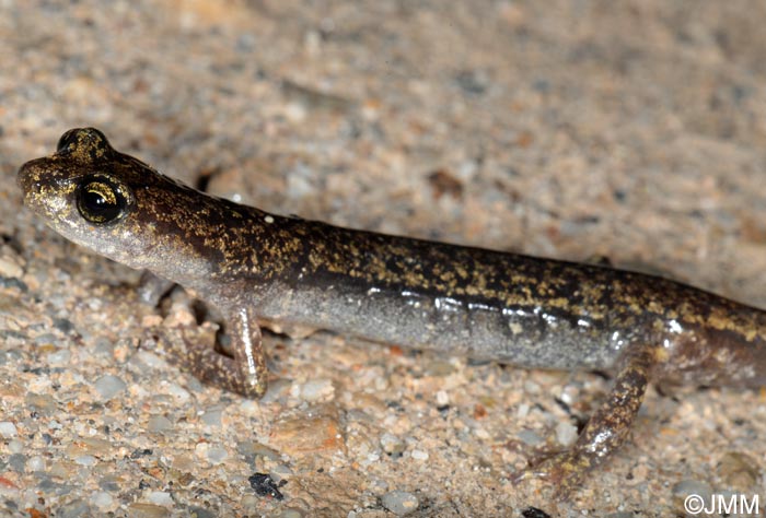 Hydromantes genei = Speleomantes genei : Splerps de Gn